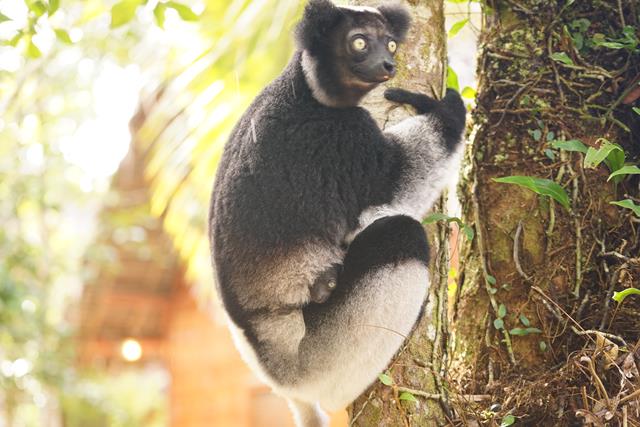 Magical Madagascar Day 4 - June 18th – Andasibe and Mantadia National Park